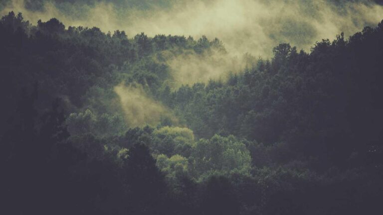 What Is Special About Cricbet99 Reddy Anna App?